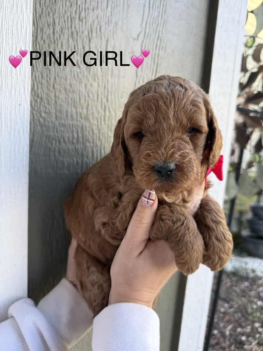 Min golden doodle puppies image 9