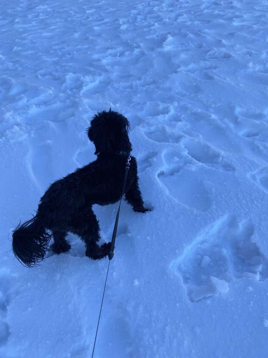 “Sweet Maltipoo Teddy Looking for His Forever Home image 4