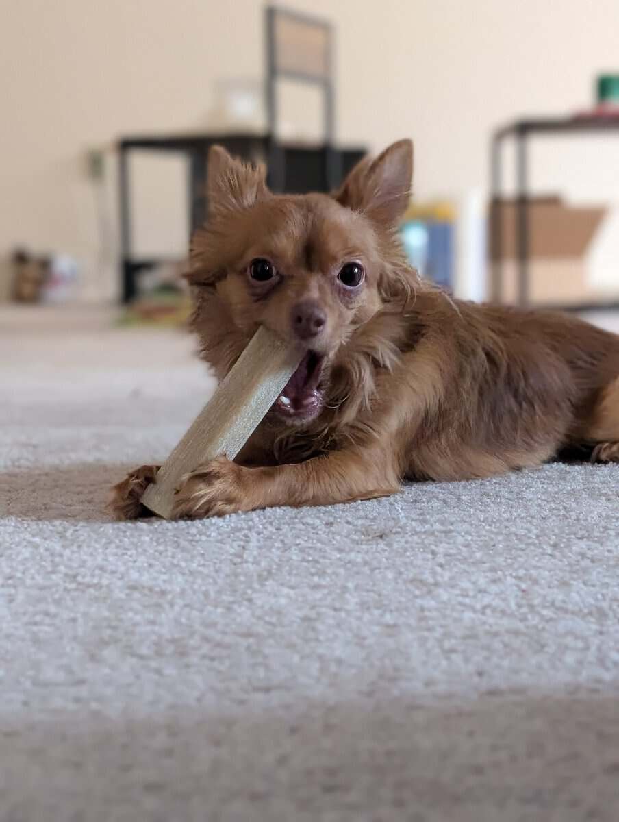 Rehoming a 2 year old Long Hair Chihuahua image 1