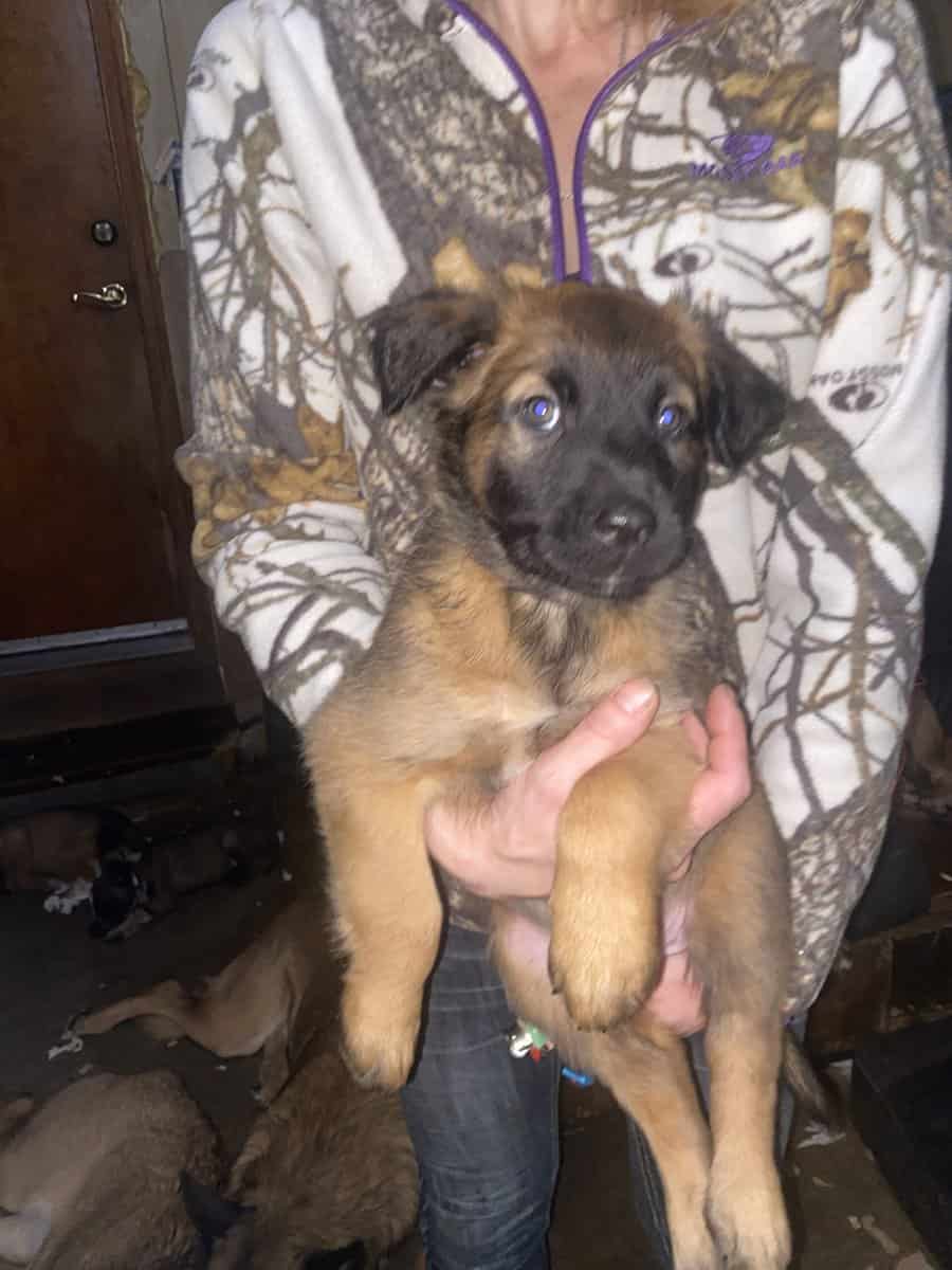 Belgian malinio Dutch Shepard puppies image 4