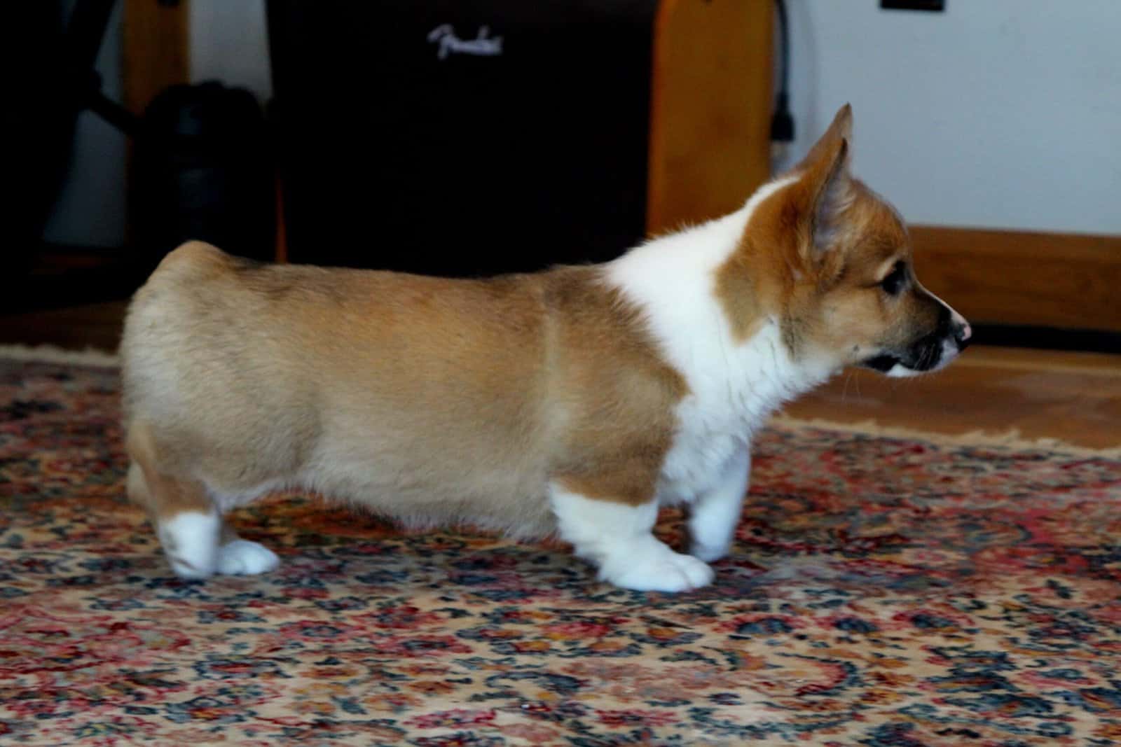 Johnny - Pembroke Welsh Corgi Puppy image 12
