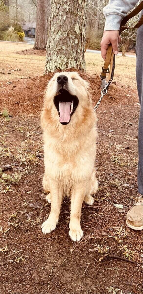 Golden Retriever image 7