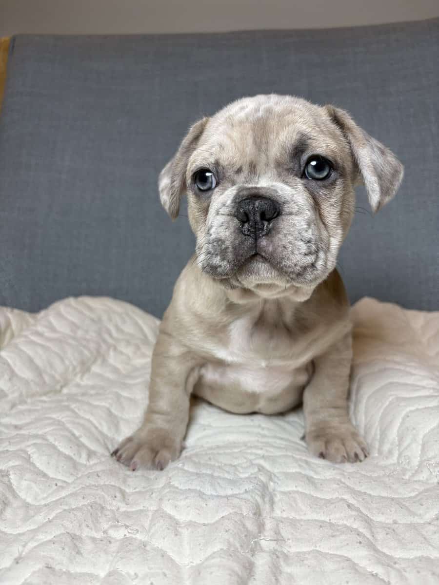 French bulldog image 1