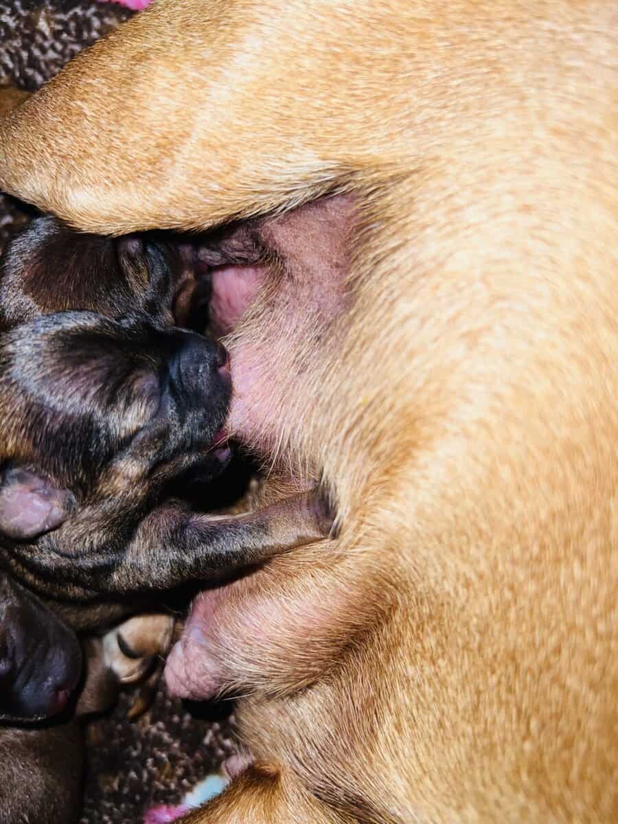Chihuahuas image 10