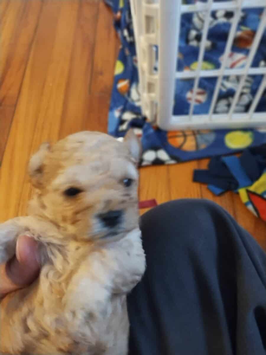 Teddy Bear puppies image 4