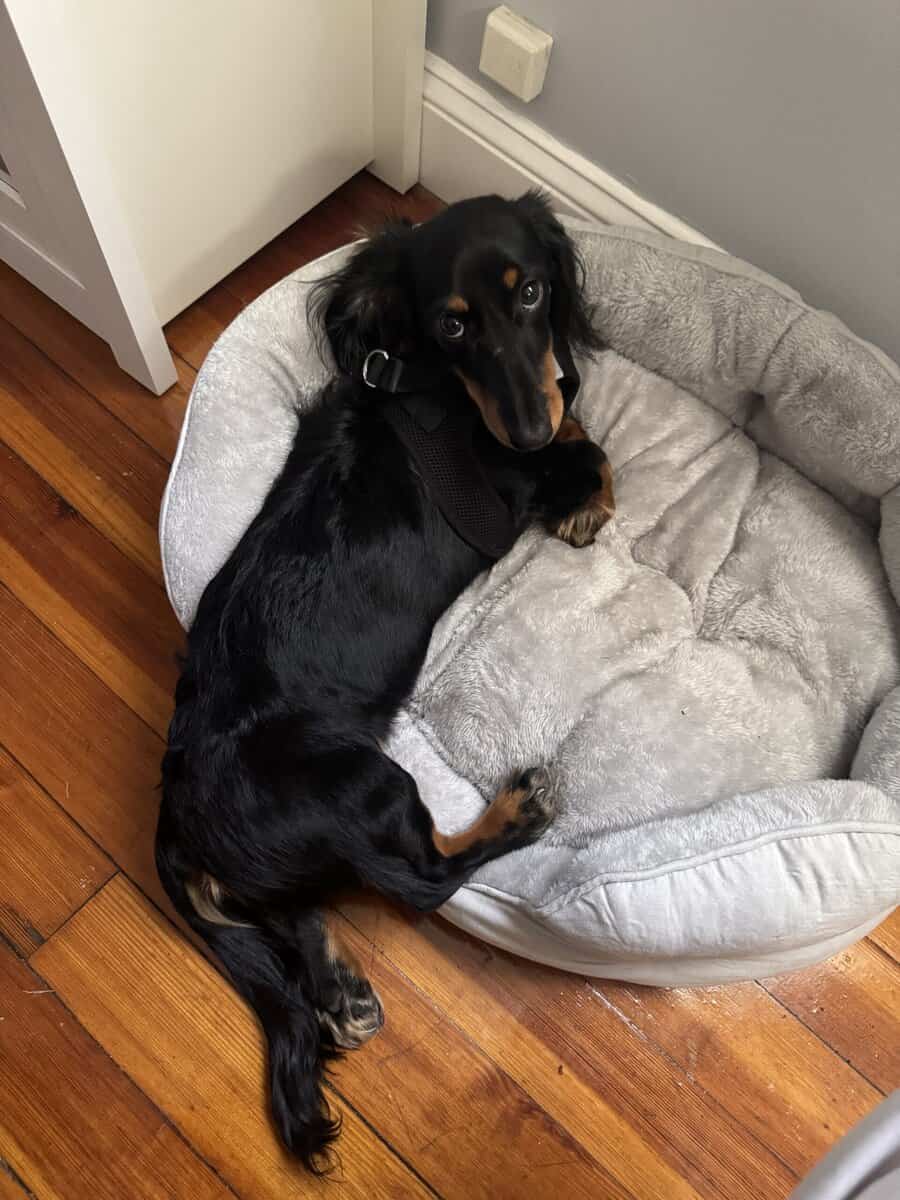Rehoming my puppy image 3
