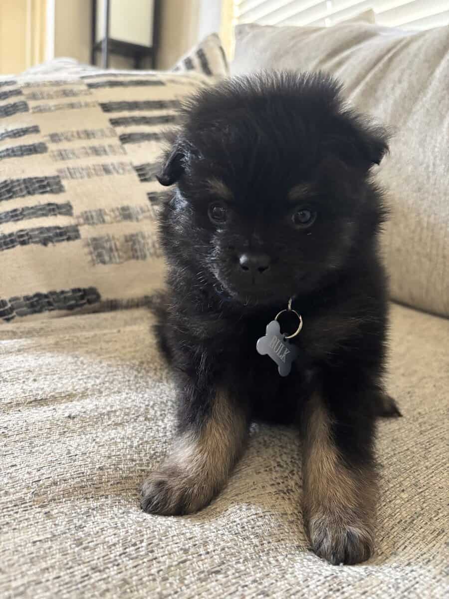Pomeranian Puppies image 4