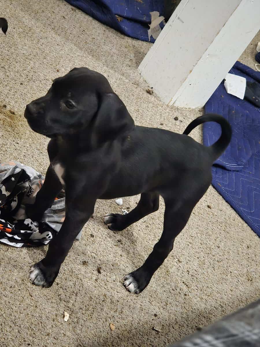 german short hair boxer mix puppies image 8