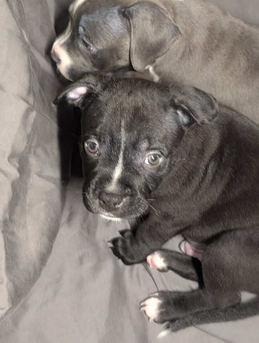 American Pitbull Terrier Puppies image 6