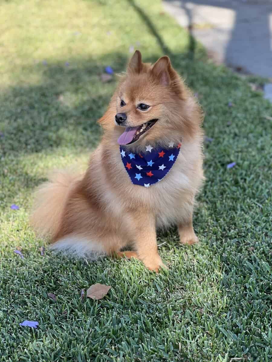Rehoming Pomeranian image 1