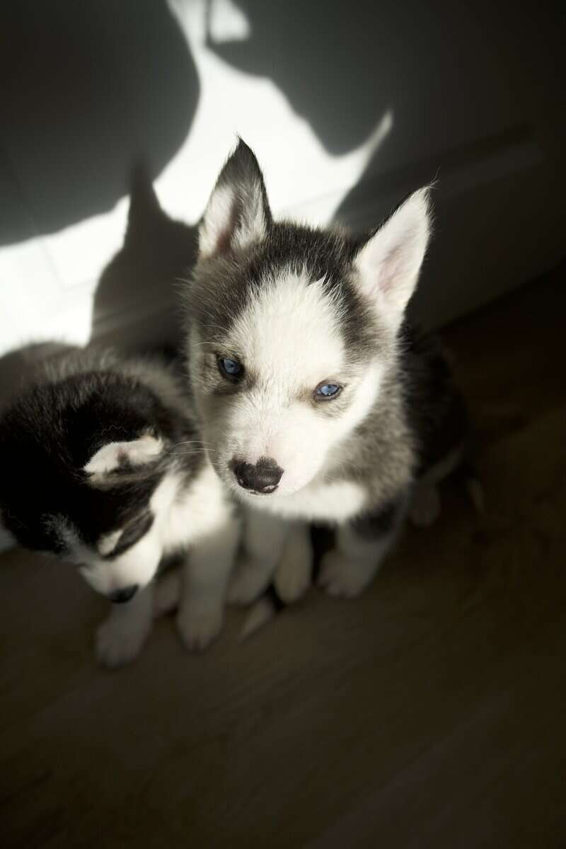 Koda image 2
