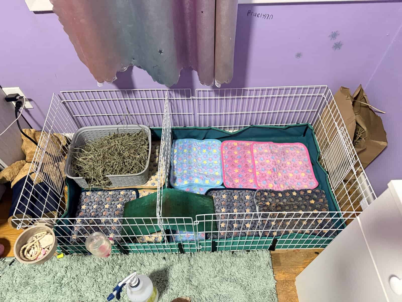 Guinea pigs image 5