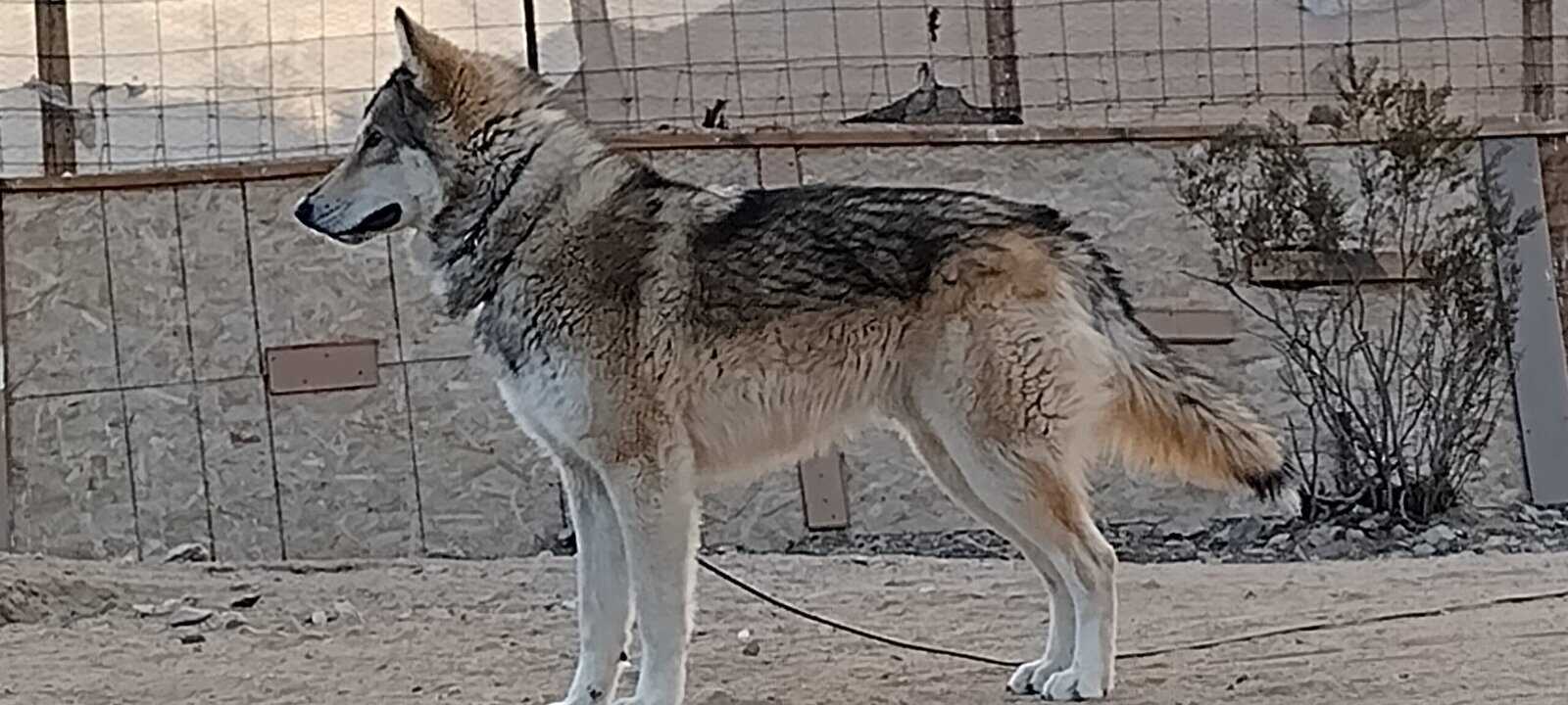 Wolf Hybrid pups for adoption image 3