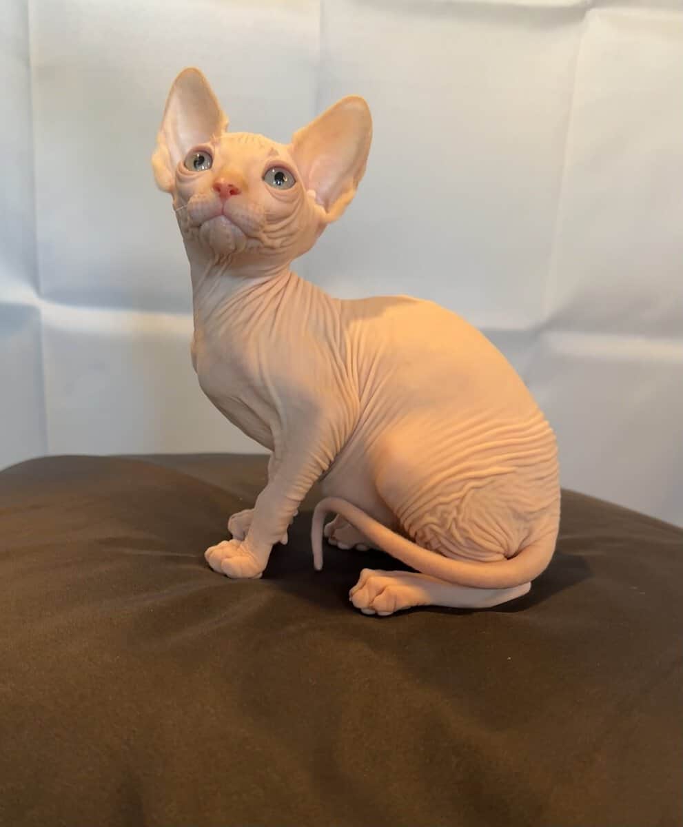 Sphynx kittens ( hairless cat) image 1