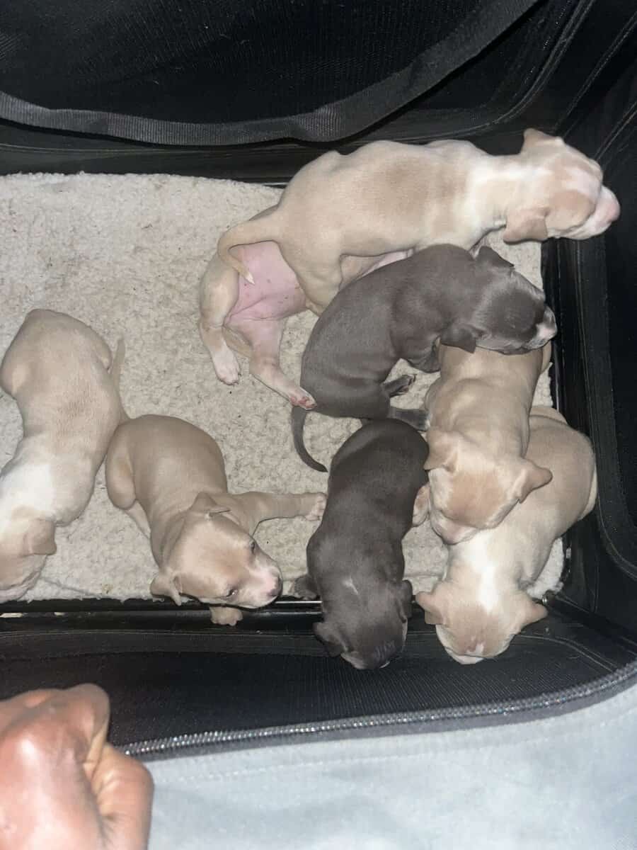 Pit bull puppies image 7