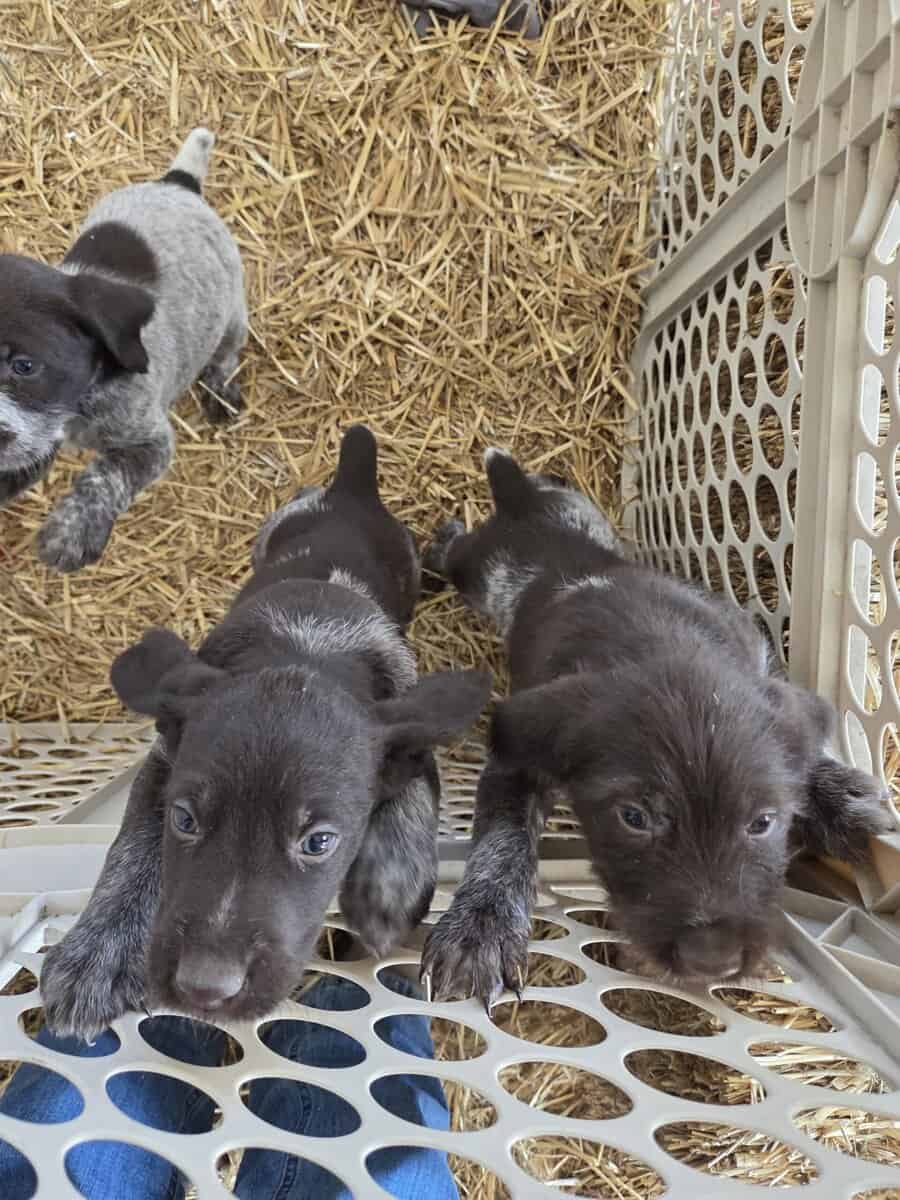 German Wirehaired Pointer Puppies image 5