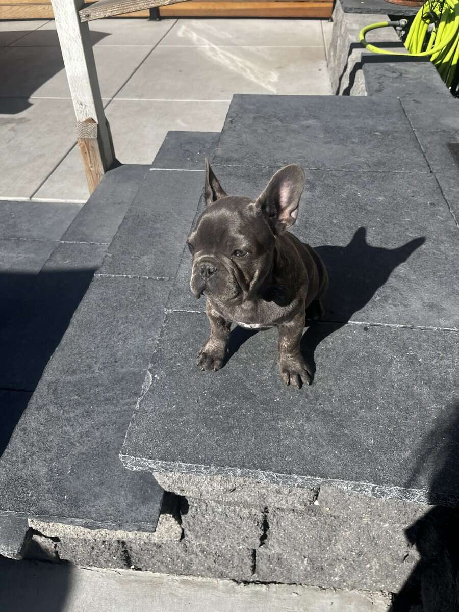 READY TO GO NOW – FRENCH BULLDOG PUPPIES 🐶 image 3