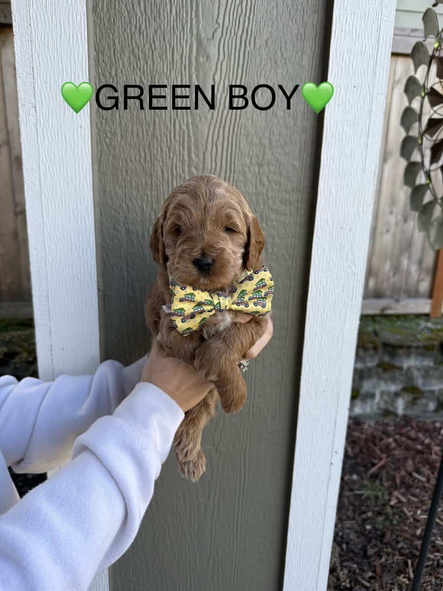 Min golden doodle puppies image 4