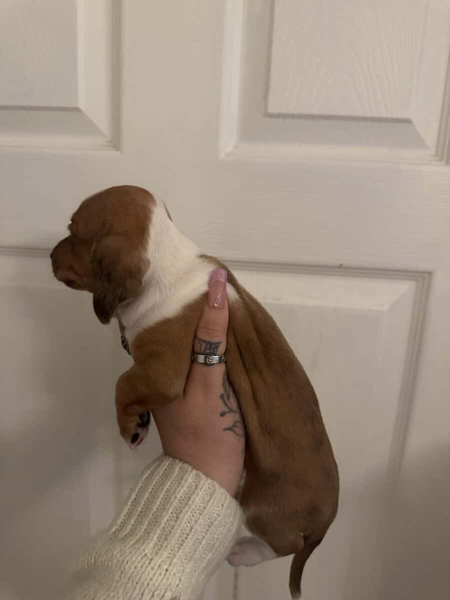 Dachshund Puppies image 1