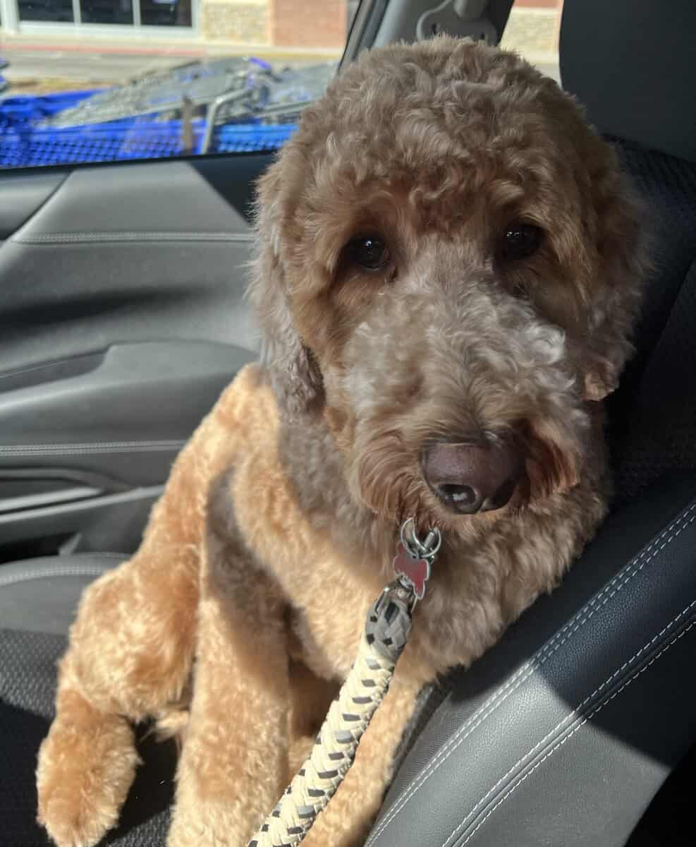 Standard Poodle Rehome image 1