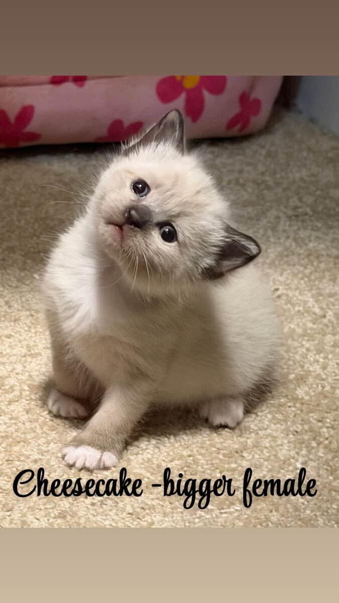 Snowshoe/ Siamese kittens born 12/29! image 8