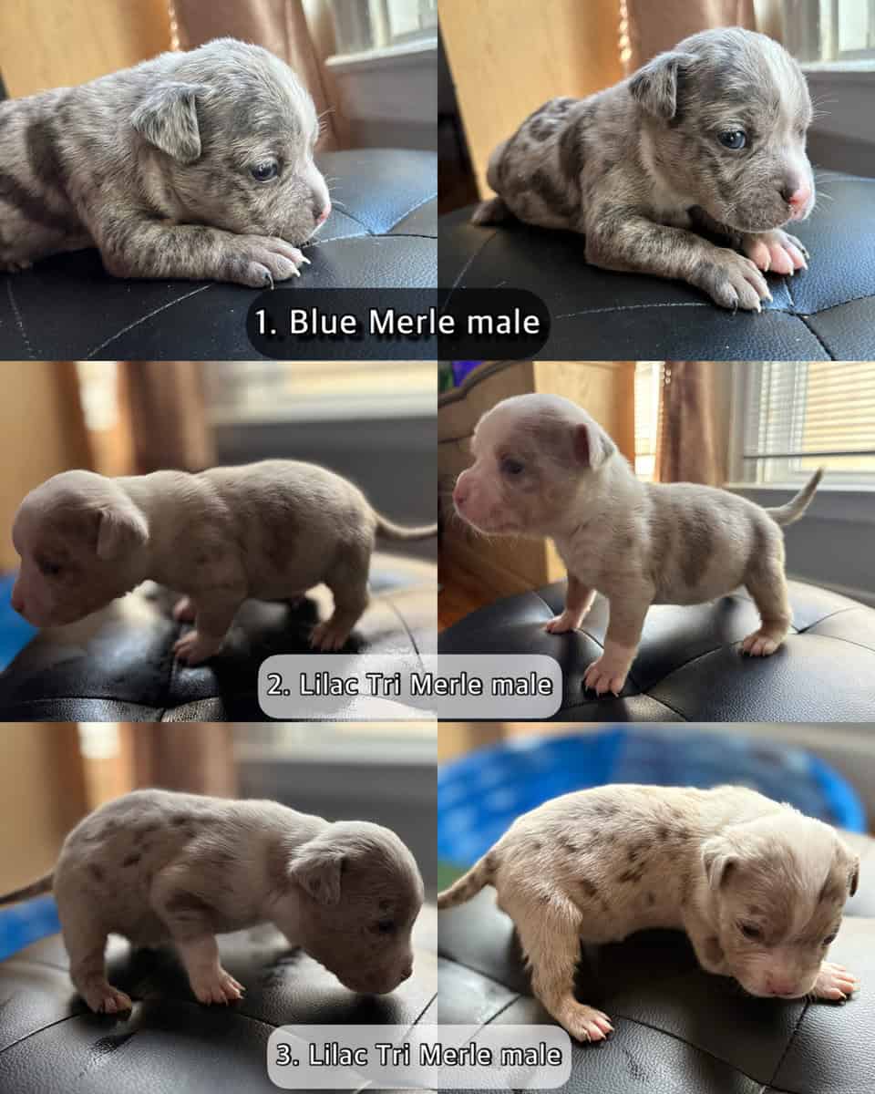 American Bully Pups image 2