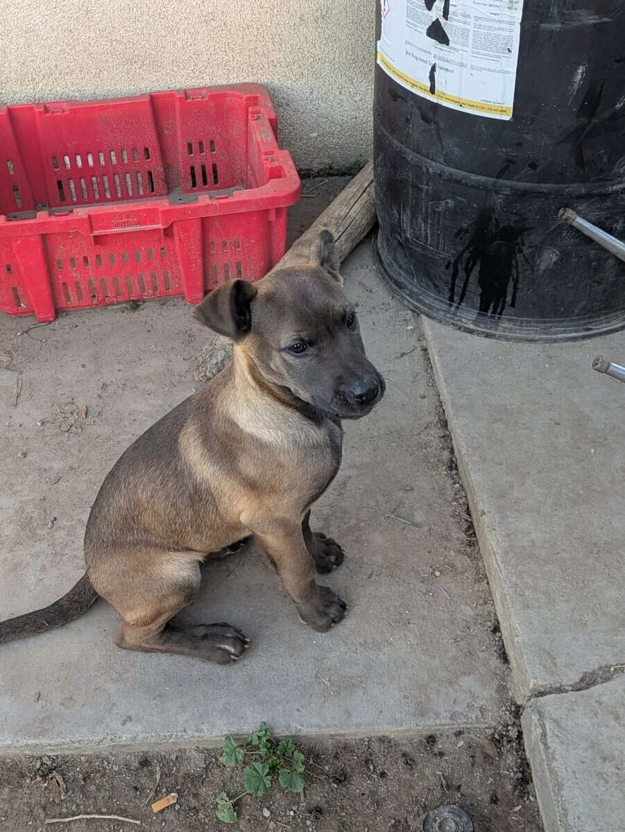 Puppies free to good home image 7