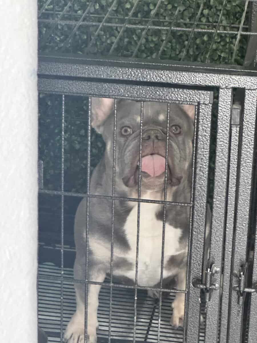 Frenchie needs a home image 2