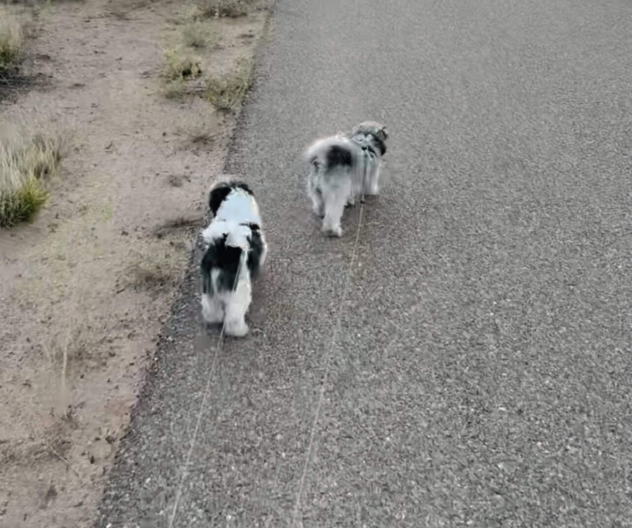 Shih Tzu Dogs image 4