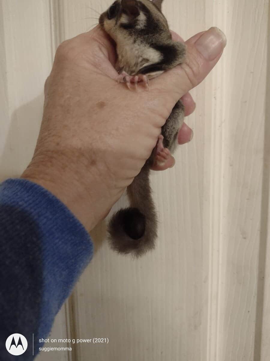 Sugar glider baby girl with lineage image 3