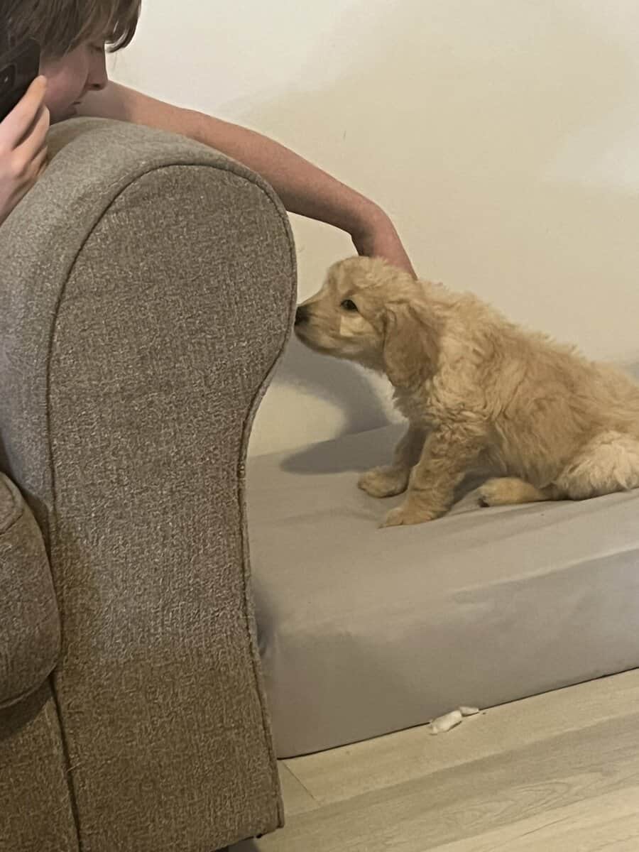 4 golden doodle puppies image 2