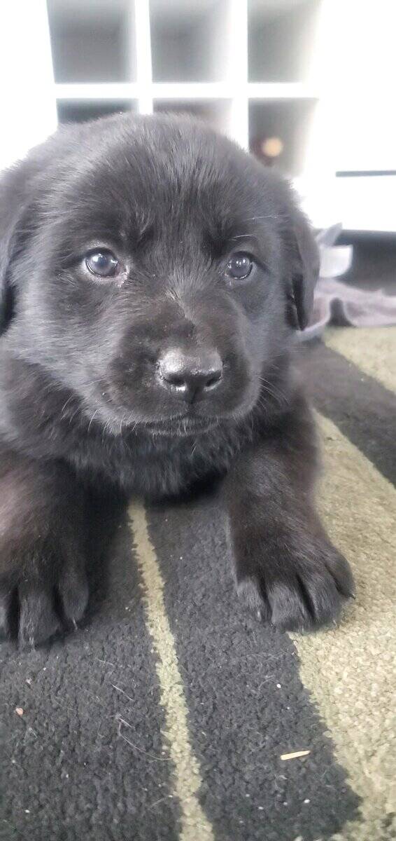 Puppies! image 10