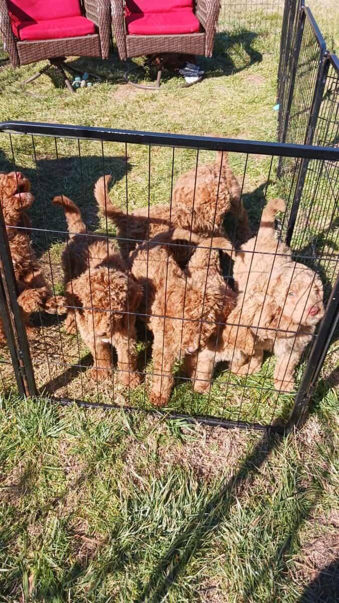 Goldendoodle Puppies for sale image 3