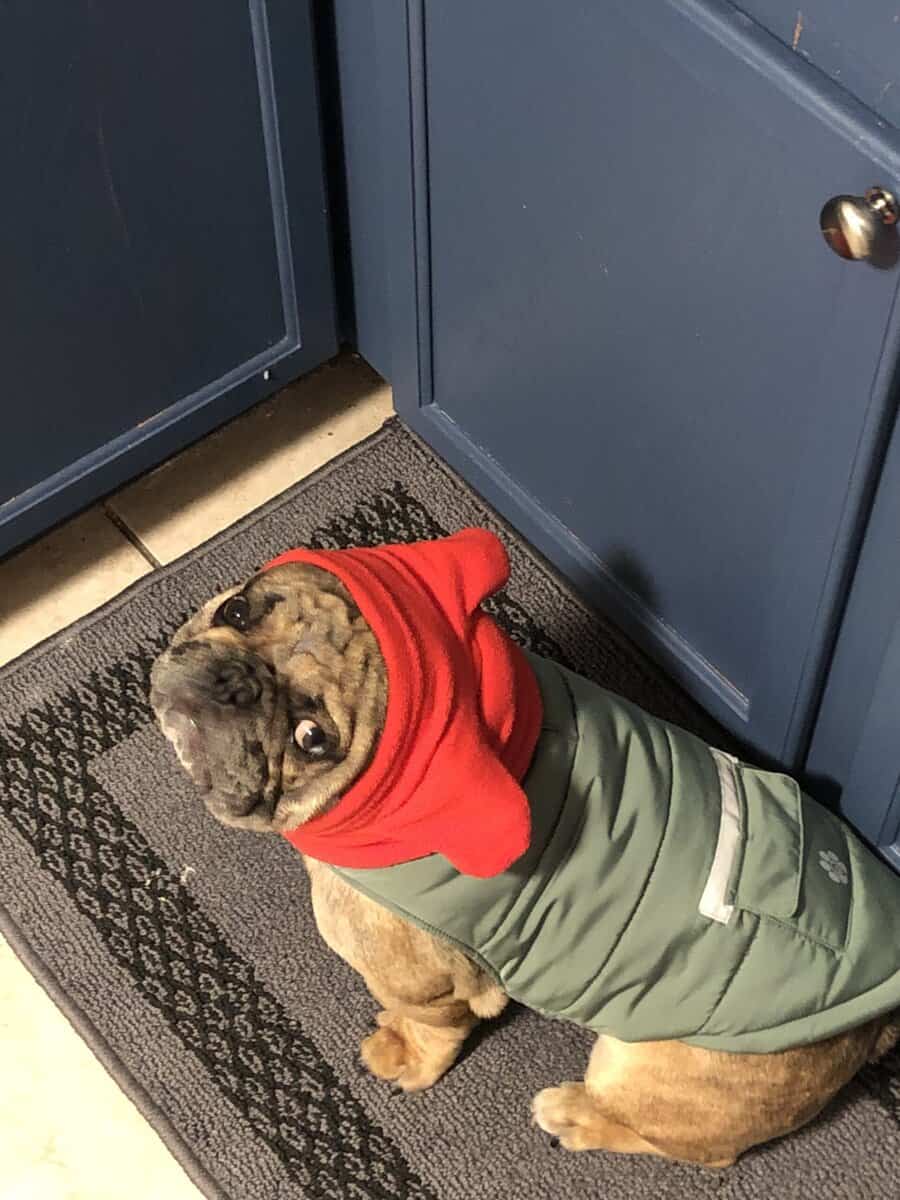 French Bulldog image 1