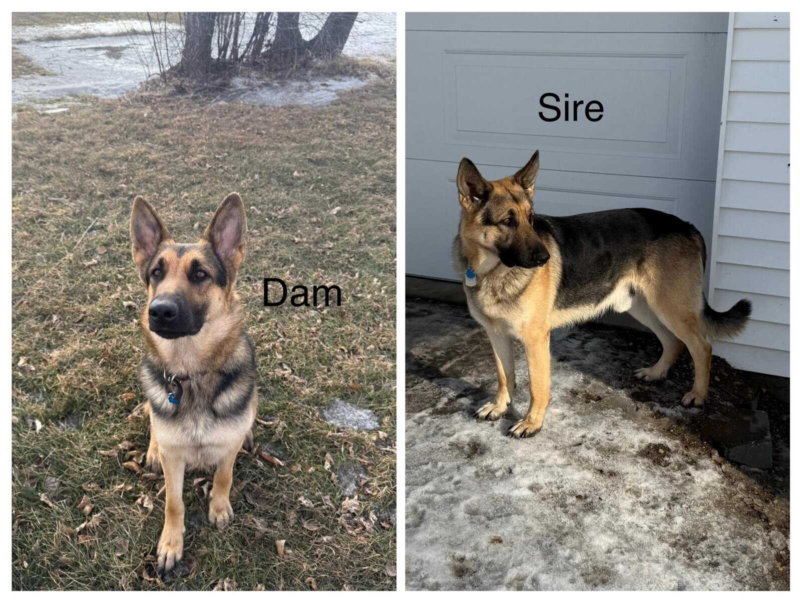 German Shepherd Puppies image 7