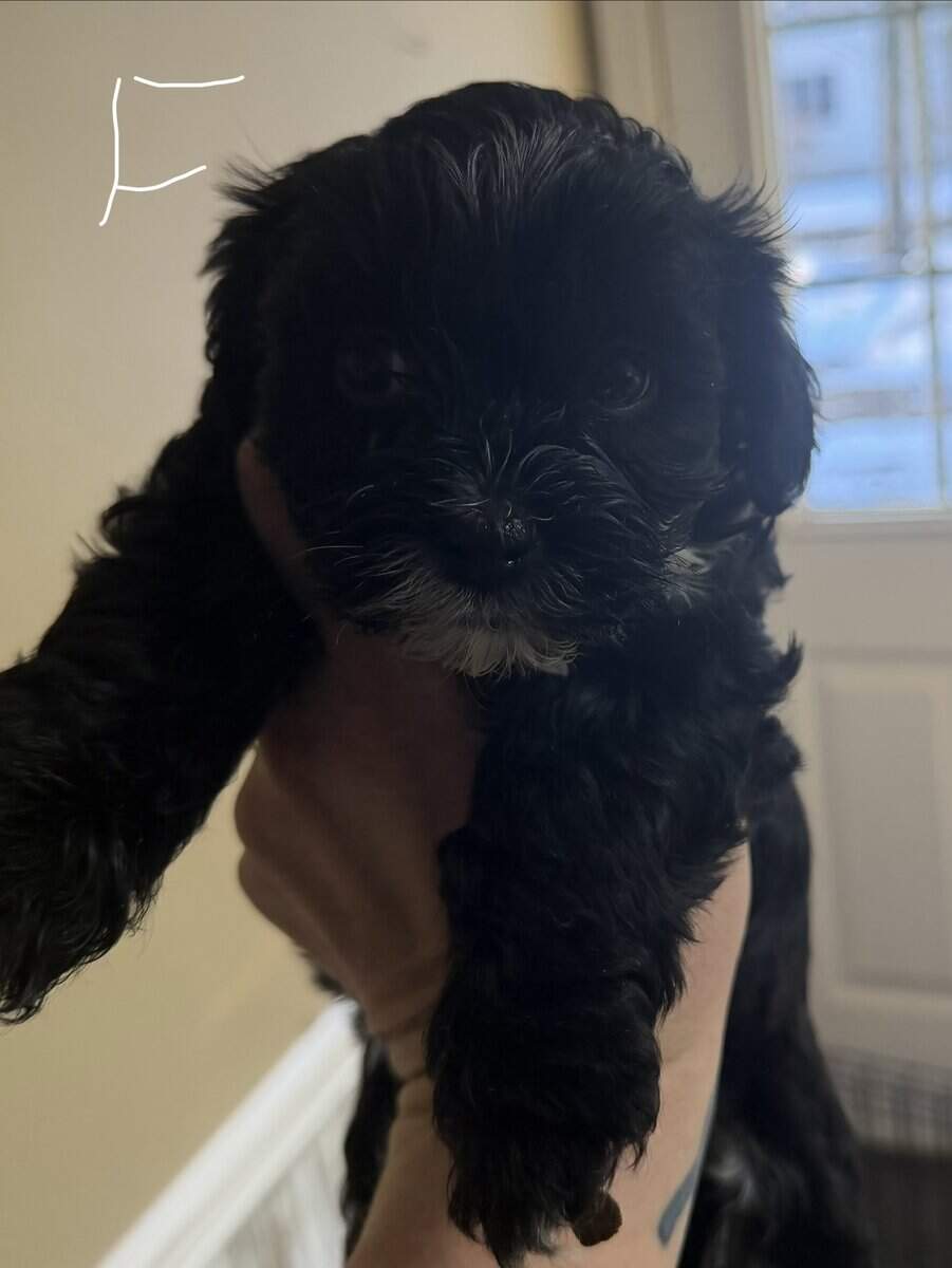 Havashtzu puppies image 2