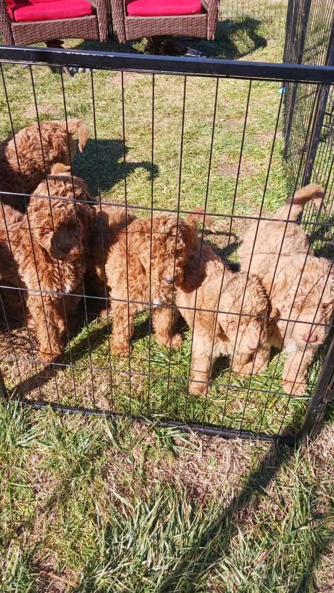 Goldendoodle Puppies for sale image 4