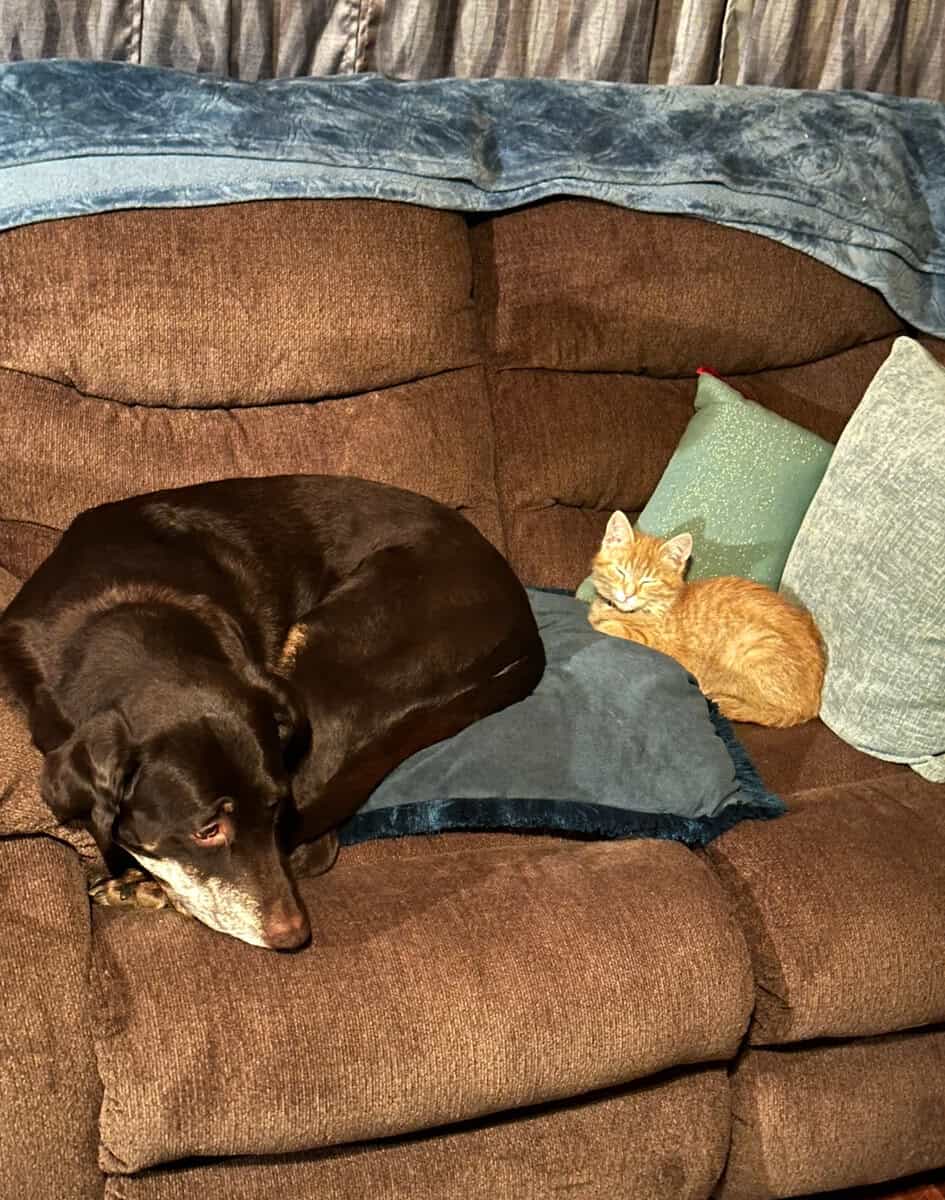 Sweet 8 y.o female lab image 6