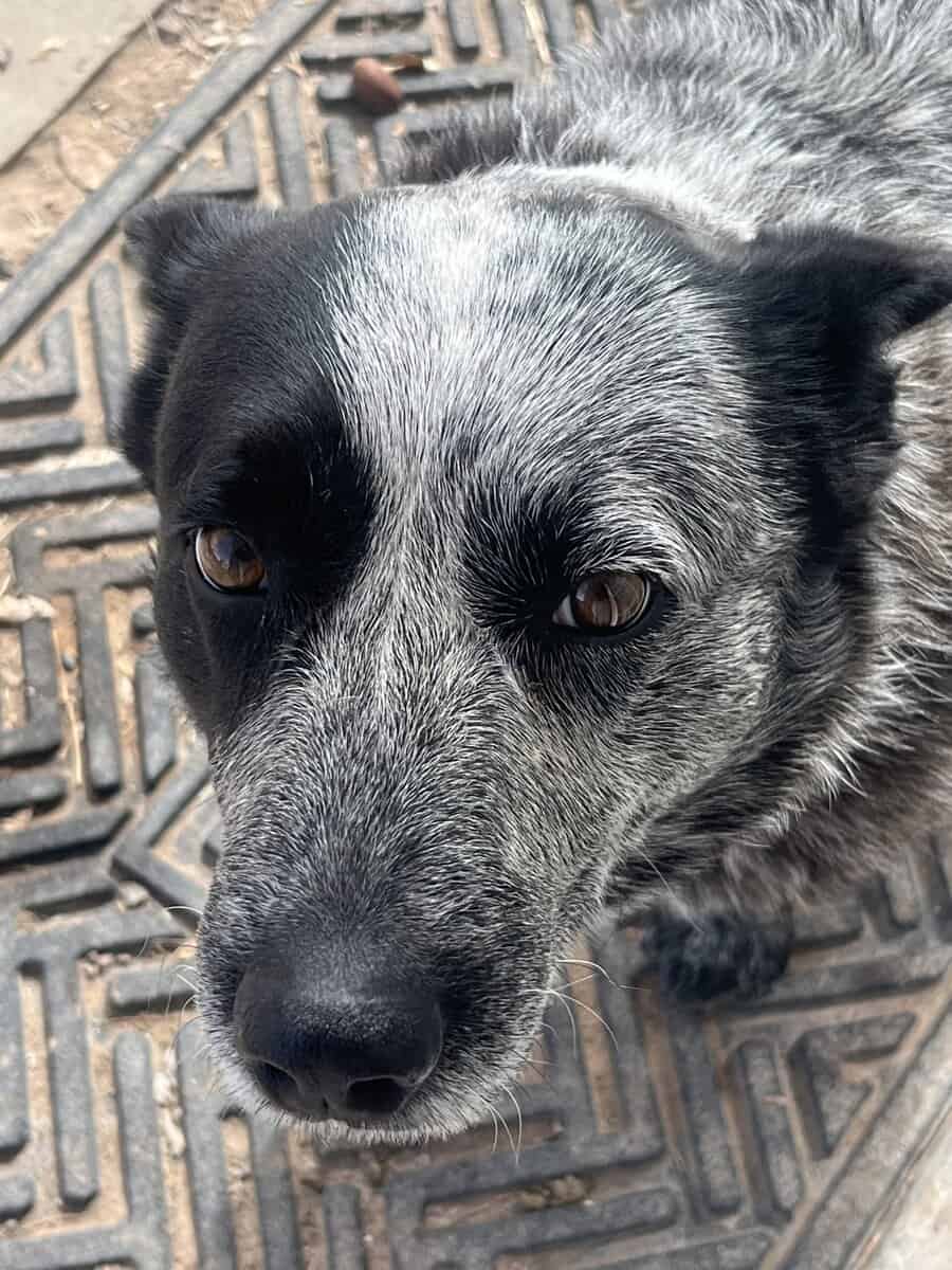 Male dog, 3yrs image 1