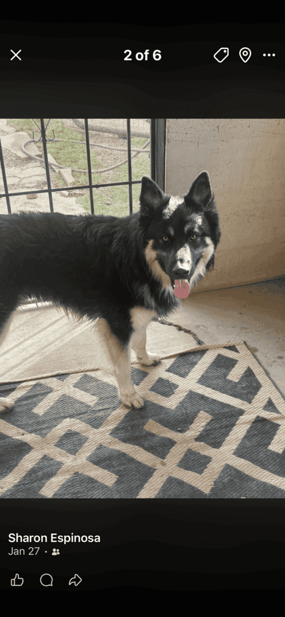 Belgium shepherd / husky mix image 2