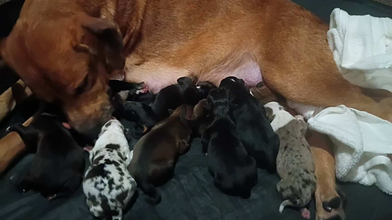 American Bully lab mix puppies image 7