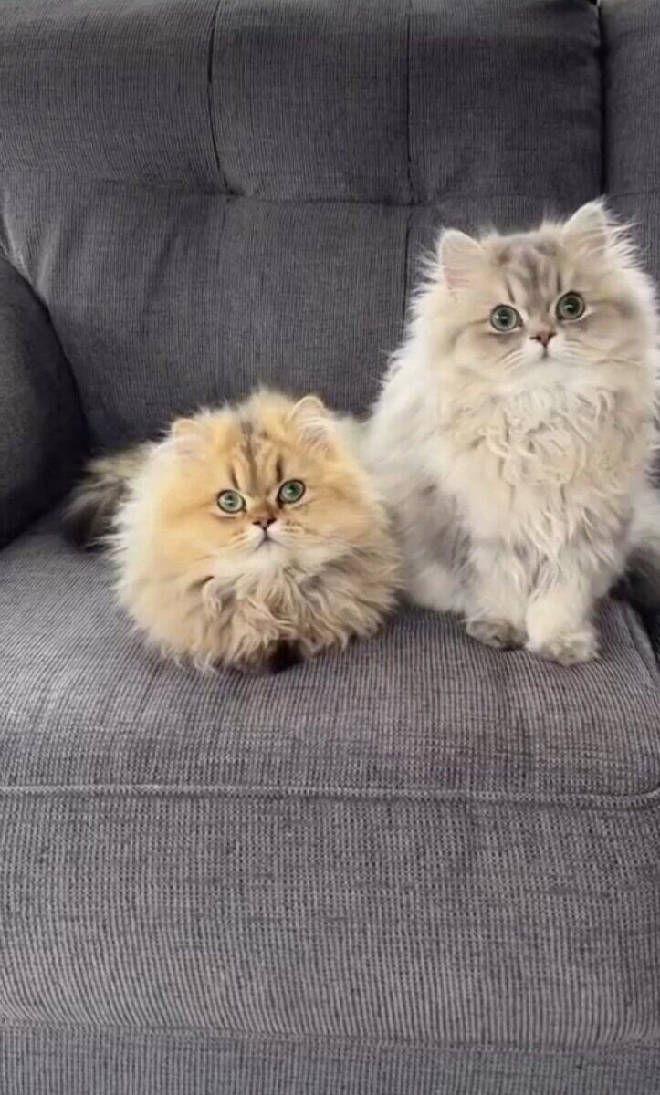 CFA Certified Persian Kittens image 1