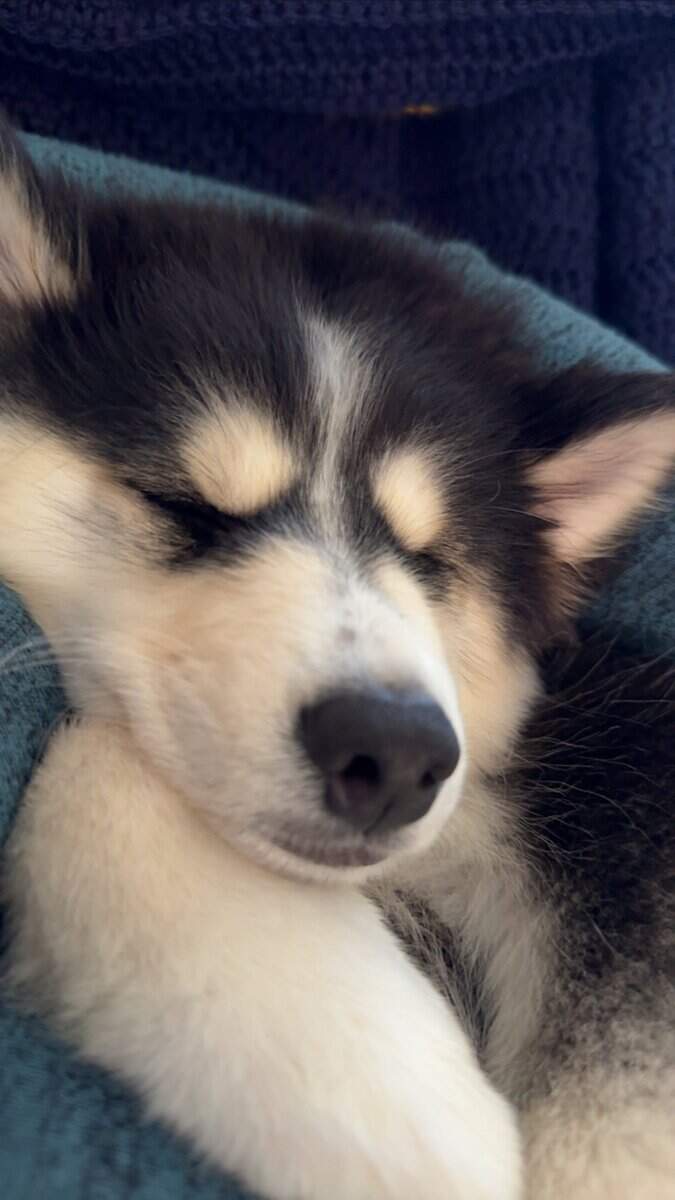 7 month Koda the Pomsky for adoption/sale image 8