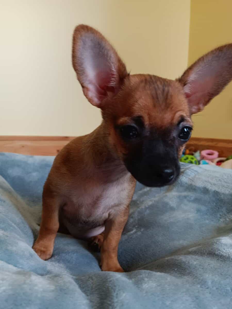 Chihuahua image 6