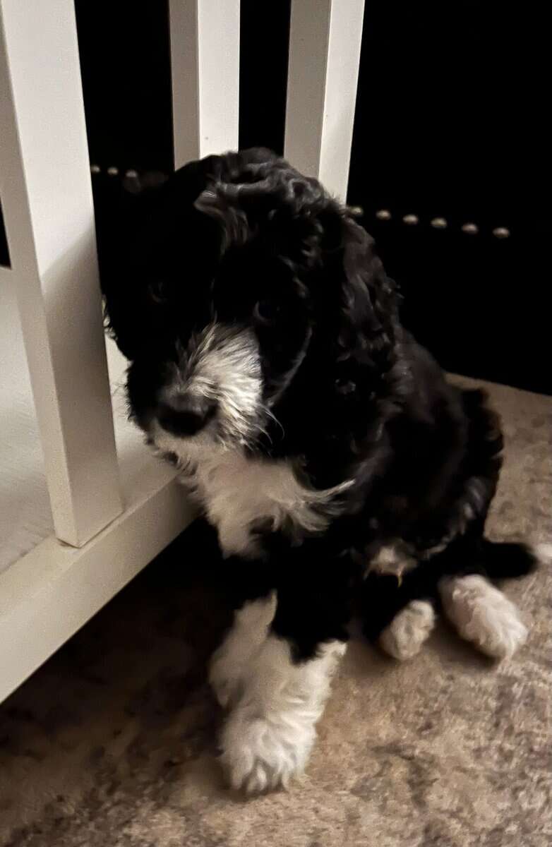 Baxter adorable Aussie doodle puppy image 5