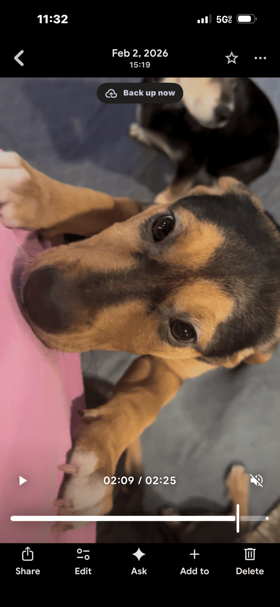 Rottie/Pointer mix puppies-free image 2