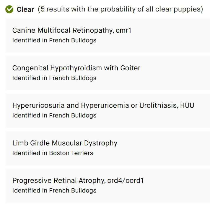 FRENCH BULLDOG EXPECTING IN MARCH image 7