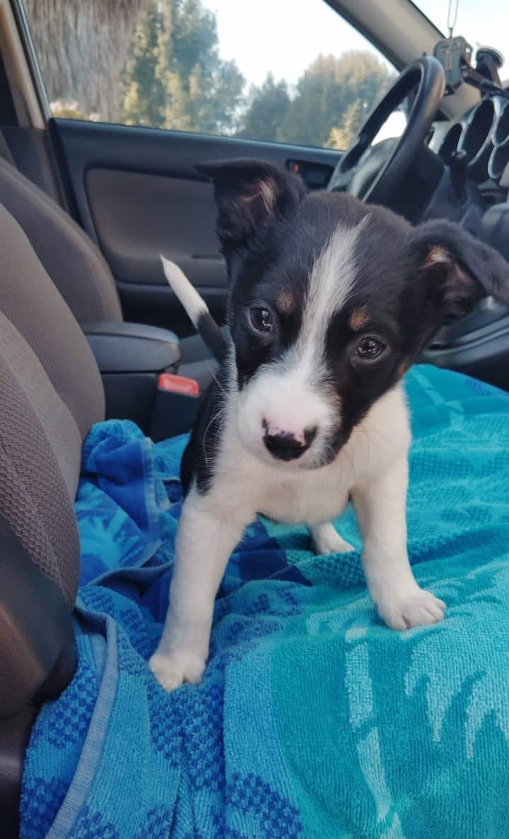 Domino Needs a Good Home image 2