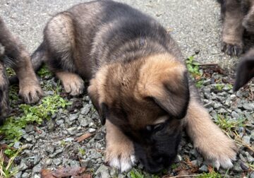Sable German Shepherd Puppies