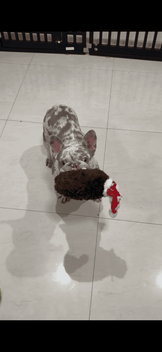 Male frenchie for sale image 1